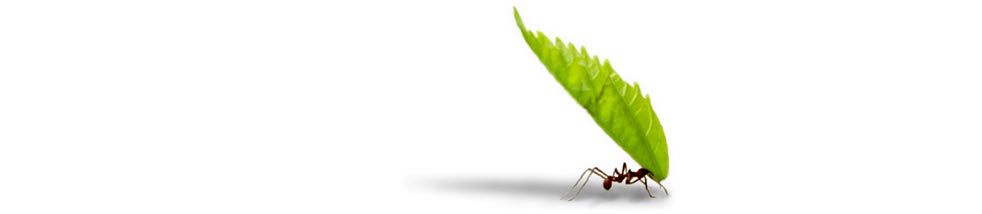Purelink green program